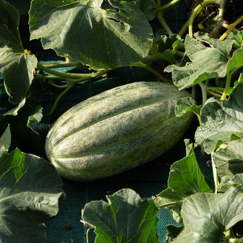 10 Semi di Carosello Scopatizzo Barese - Semi Freschi, Alta Germinabilità, No-GMO