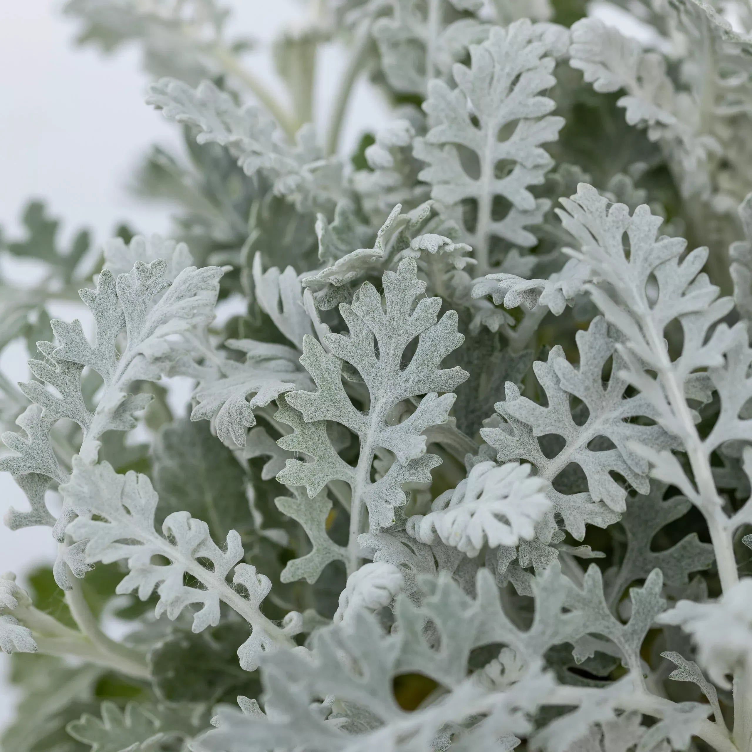 10 Semi di Cineraria Marittima - Semi Freschi, Alta Germinabilità, No-GMO