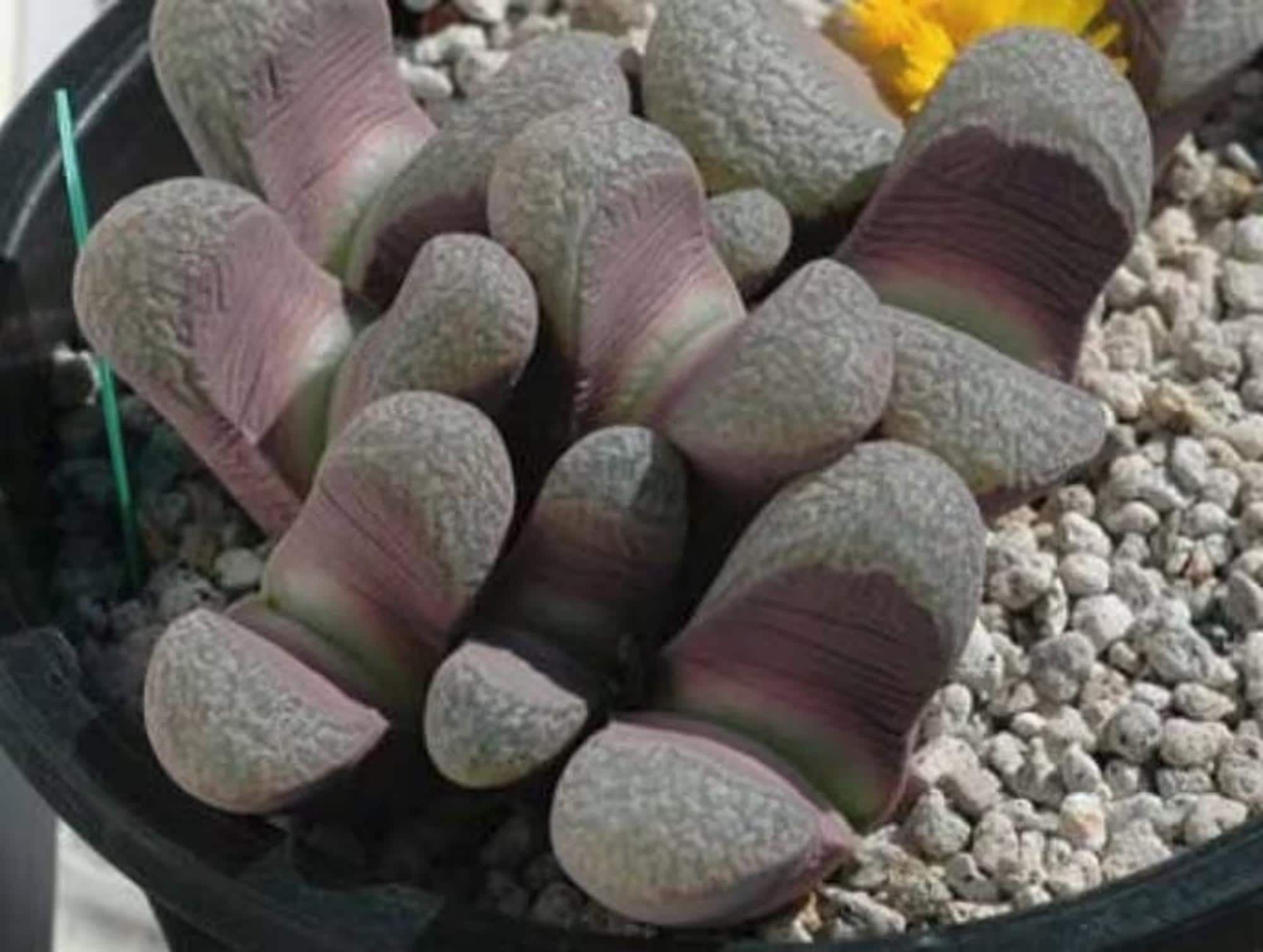 10 Semi di Lithops Divergens Amethystina - Semi Freschi, Alta Germinabilità, No-GMO