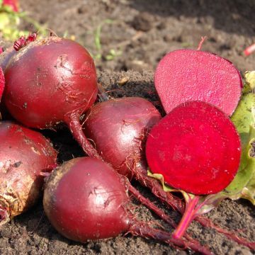 10 Semi di Barbabietola Cilindrica Rossa - Semi Freschi, Alta Germinabilità, No-GMO