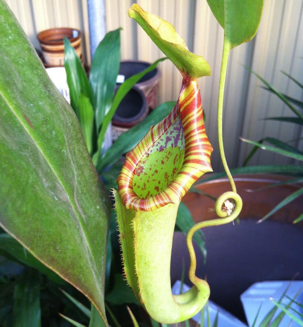 10 Semi di Nepenthes Madagascariensis - Semi Freschi, Alta Germinabilità, No-GMO