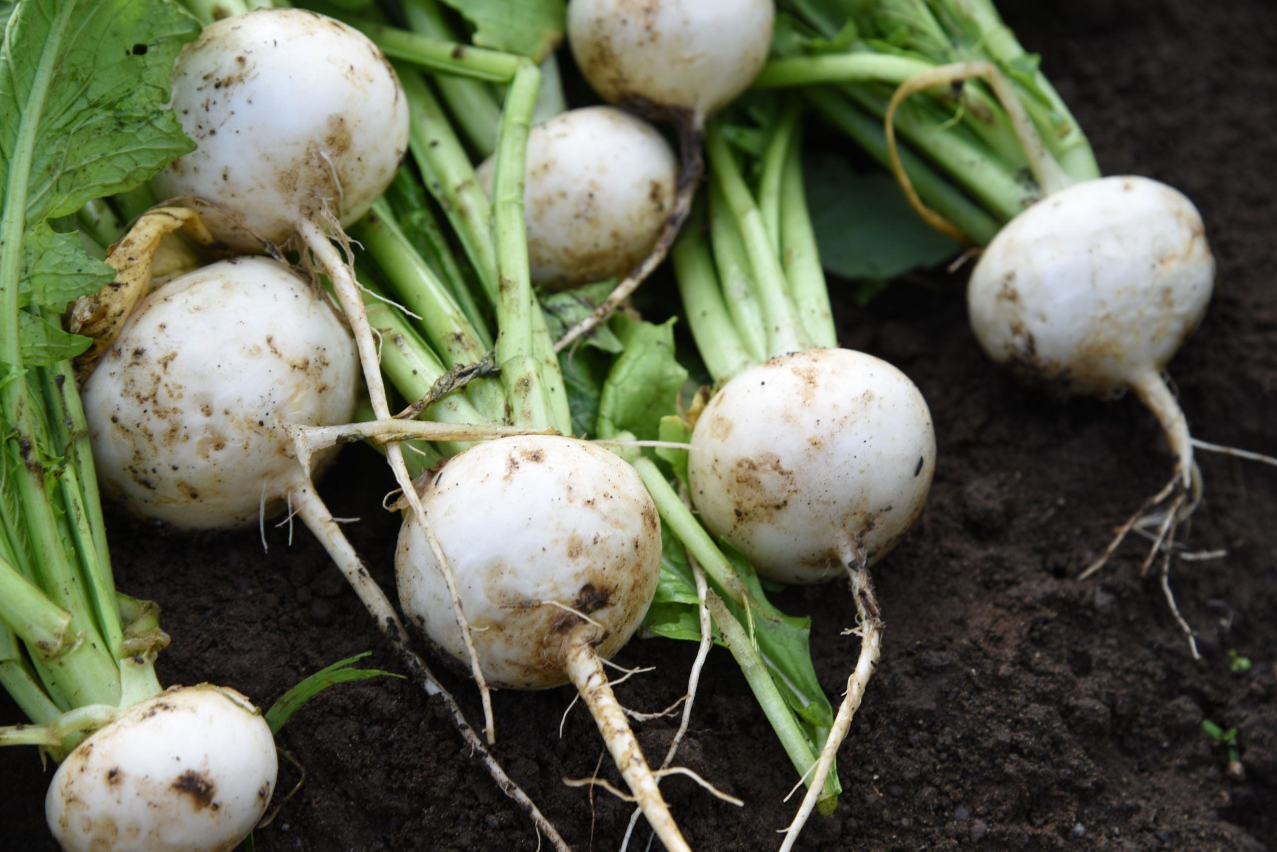 10 Semi di Rapa Bola De Nieve - Semi Freschi, Alta Germinabilità, No-GMO