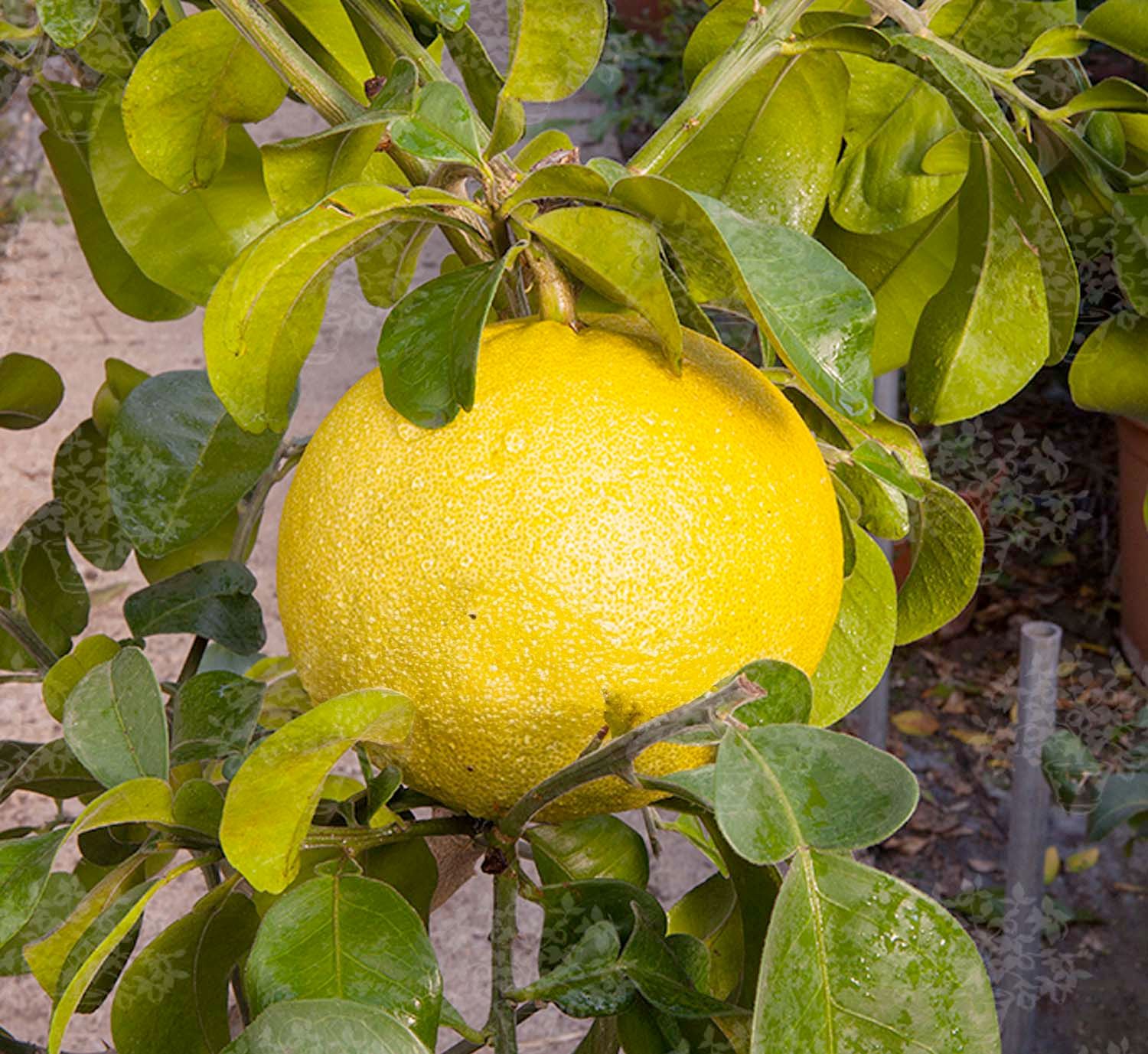 10 Semi di Pomelo - Semi Freschi, Alta Germinabilità, No-GMO