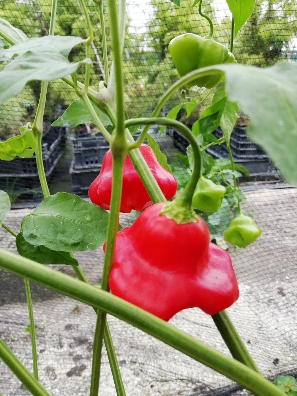 10 Semi di Peperoncino A Campanella - Semi Freschi, Alta Germinabilità, No-GMO