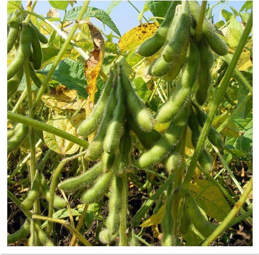 10 Semi di Edamame - Semi Freschi, Alta Germinabilità, No-GMO