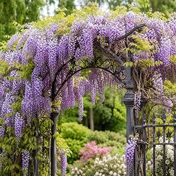 10 Semi di Glicine/Wisteria - Semi Freschi, Alta Germinabilità, No-GMO