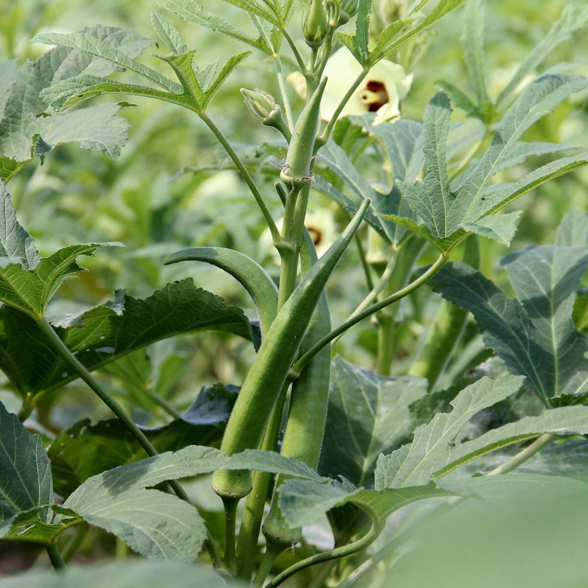 10 Semi di Okra/gombo Abelmoschus Esculentus - Semi Freschi, Alta Germinabilità, No-GMO