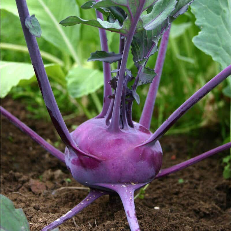 10 Semi di Cavolo Rapa Viola - Semi Freschi, Alta Germinabilità, No-GMO