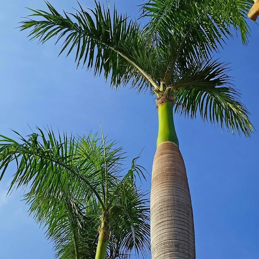 10 Semi di Palma Reale Cubana Roystonea Regia - Semi Freschi, Alta Germinabilità, No-GMO