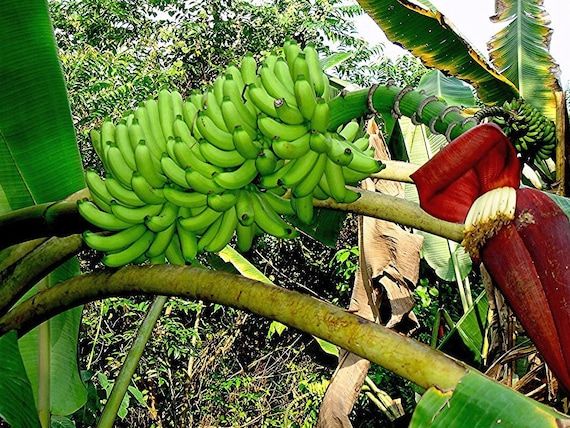 10 Semi di Musa Popomanaseu Banana - Semi Freschi, Alta Germinabilità, No-GMO