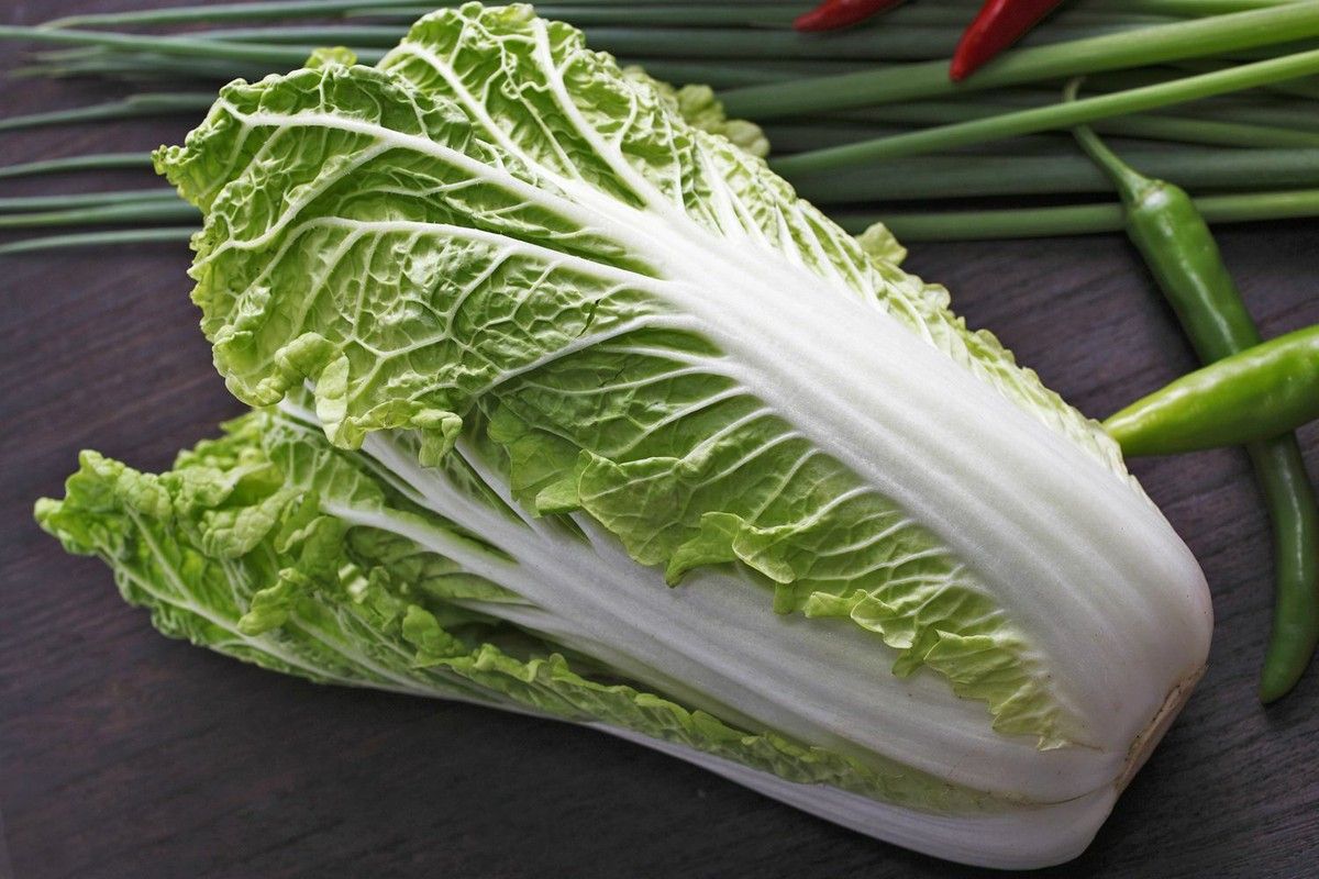 10 Semi di Cavolo Cinese Michihili Granaat - Semi Freschi, Alta Germinabilità, No-GMO