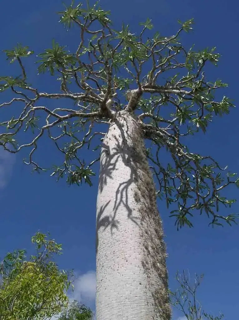 10 Semi di Pachypodium Mikea - Semi Freschi, Alta Germinabilità, No-GMO