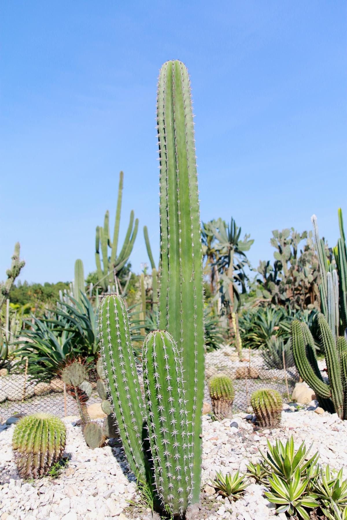10 Semi di Cereus Peruvianus - Semi Freschi, Alta Germinabilità, No-GMO