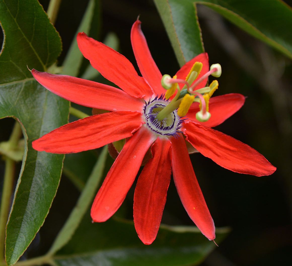 10 Semi di Passiflora Manicata - Semi Freschi, Alta Germinabilità, No-GMO