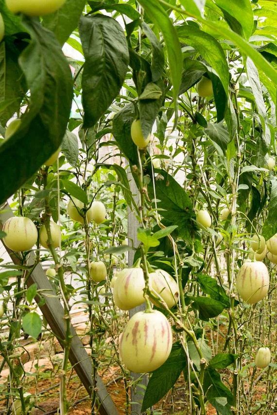 10 Semi di Melone Pepino Solanum Muricatum - Semi Freschi, Alta Germinabilità, No-GMO