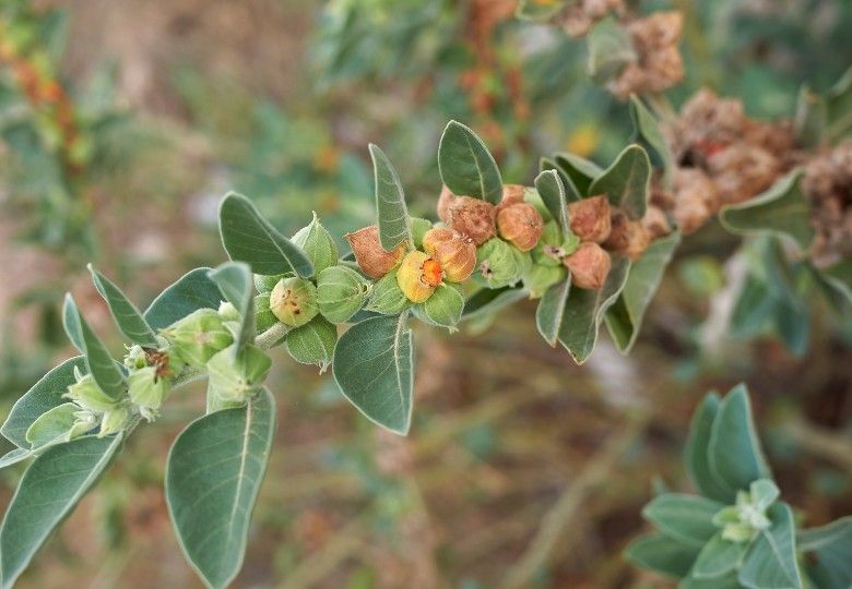 10 Semi di Withania Somnifera - Semi Freschi, Alta Germinabilità, No-GMO