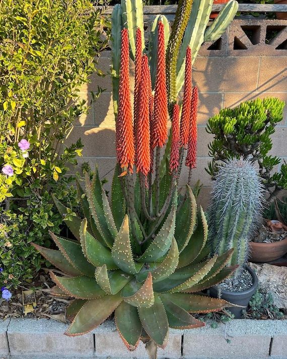10 Semi di Aloe Aculeata - Semi Freschi, Alta Germinabilità, No-GMO