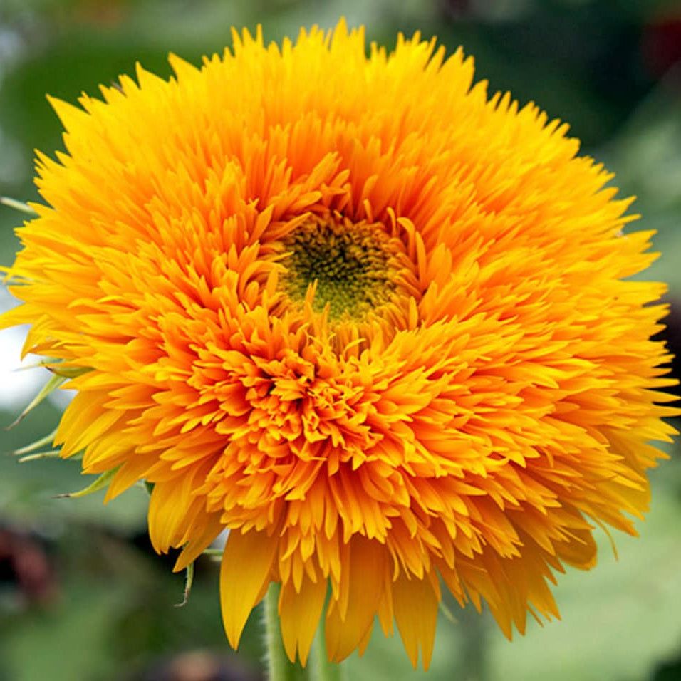 10 Semi di Girasole Doppio Nano Sole D'oro - Semi Freschi, Alta Germinabilità, No-GMO