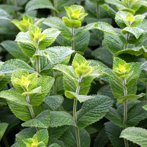 10 Semi di Menta - Semi Freschi, Alta Germinabilità, No-GMO