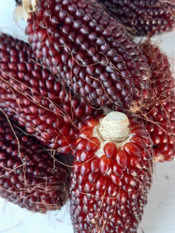 10 Semi di Mais Ornamentale Fragola - Semi Freschi, Alta Germinabilità, No-GMO