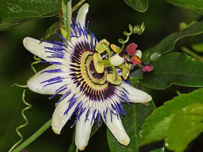 10 Semi di Passiflora Tenuifila - Semi Freschi, Alta Germinabilità, No-GMO