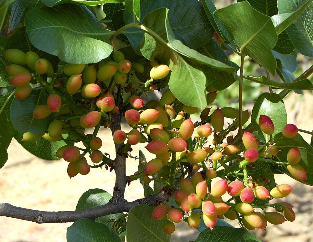 5 Semi di Pistacchio Selvatico - Semi Freschi, Alta Germinabilità, No-GMO
