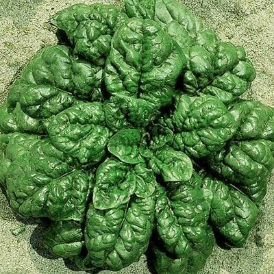 10 Semi di Spinacio Gigante - Semi Freschi, Alta Germinabilità, No-GMO