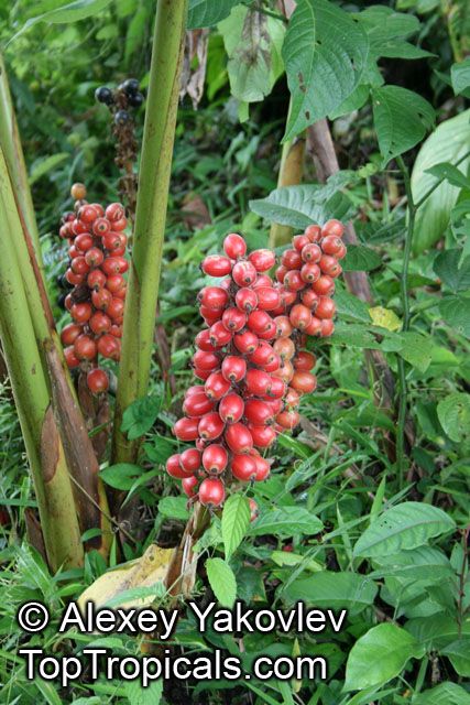 10 Semi di Renealmia Alpinia - Semi Freschi, Alta Germinabilità, No-GMO