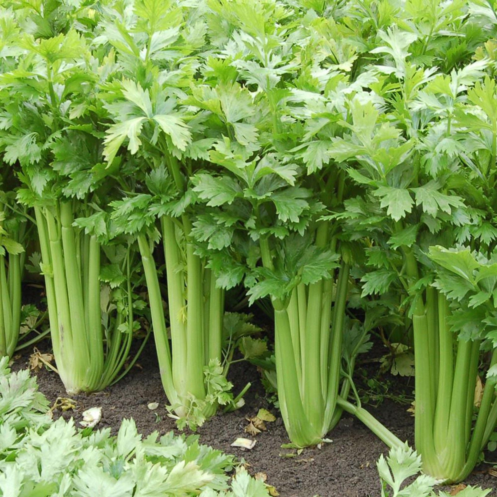 10 Semi di Sedano Tall Utah - Semi Freschi, Alta Germinabilità, No-GMO