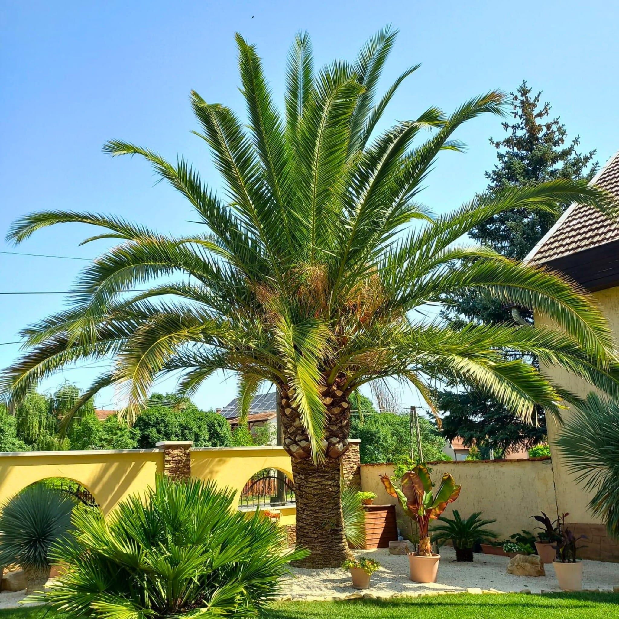 10 Semi di Palma Delle Canarie Phoenix Canariensis - Semi Freschi, Alta Germinabilità, No-GMO