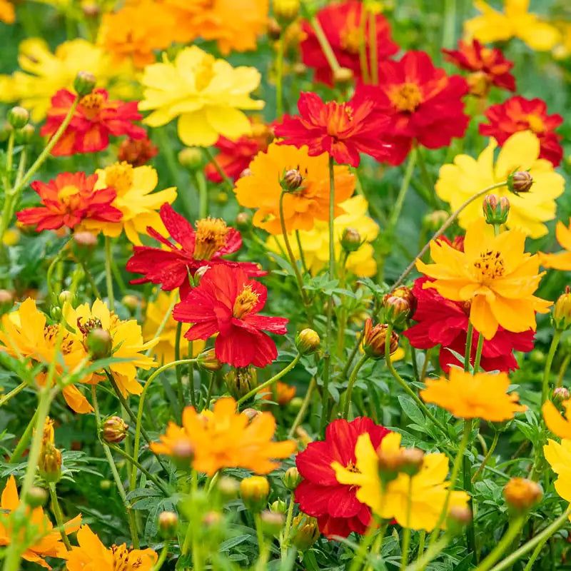 10 Semi di Cosmos - Semi Freschi, Alta Germinabilità, No-GMO