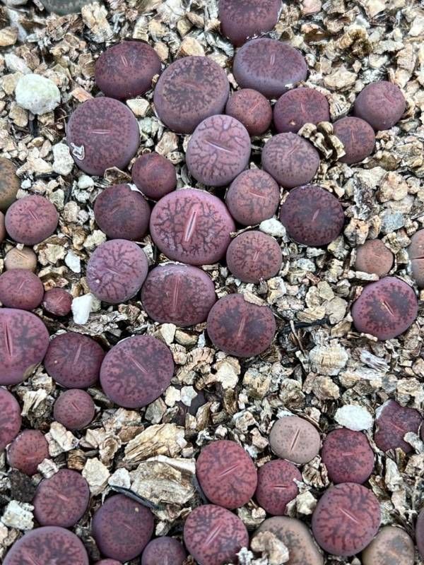 10 Semi di Lithops Aucampiae Koelemannii - Semi Freschi, Alta Germinabilità, No-GMO