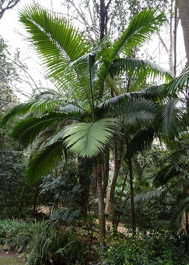 10 Semi di Palma Archontophoenix Alexandrae - Semi Freschi, Alta Germinabilità, No-GMO