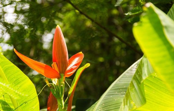 10 Semi di Musa Aurantiaca Himalayan Flame Banana - Semi Freschi, Alta Germinabilità, No-GMO