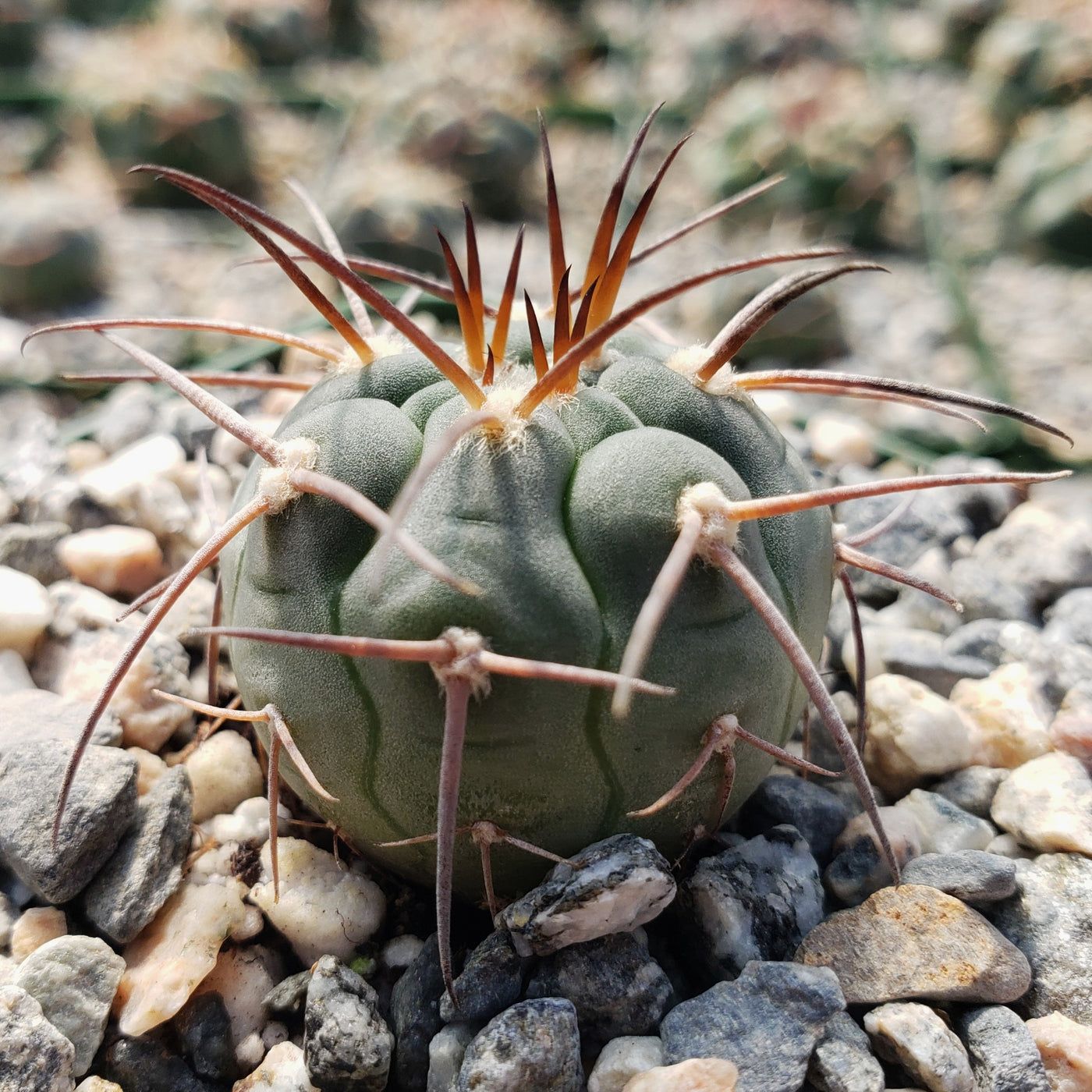 10 Semi di Gymnocalycium Armatum - Semi Freschi, Alta Germinabilità, No-GMO