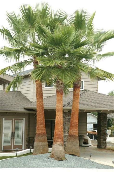 10 Semi di Palma Washingtonia Robusta - Semi Freschi, Alta Germinabilità, No-GMO