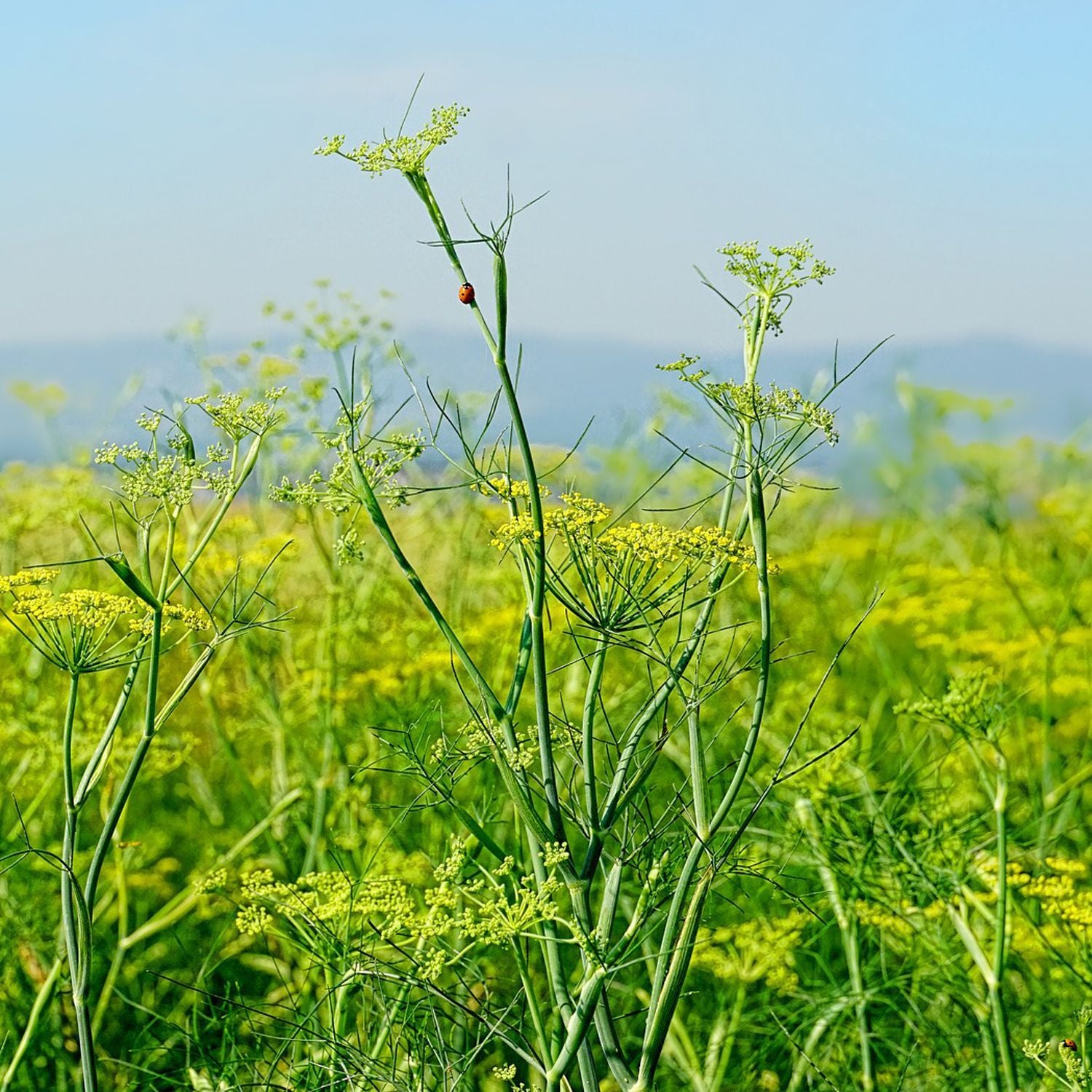 10 Semi di Finocchetto Selvatico - Semi Freschi, Alta Germinabilità, No-GMO