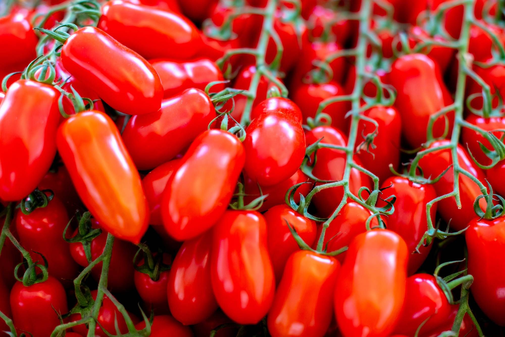 10 Semi di Pomodoro San Marzano - Semi Freschi, Alta Germinabilità, No-GMO