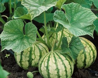 10 Semi di Anguria Klondike - Semi Freschi, Alta Germinabilità, No-GMO