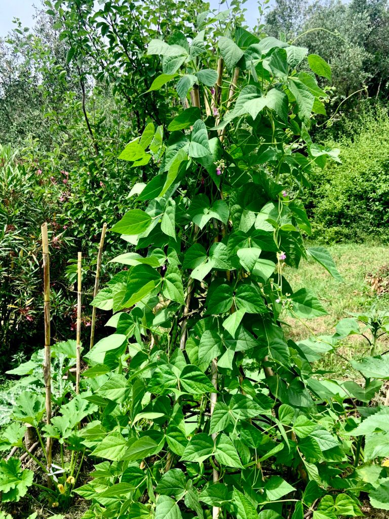 10 Semi di Fagiolo Ornamentale - Semi Freschi, Alta Germinabilità, No-GMO