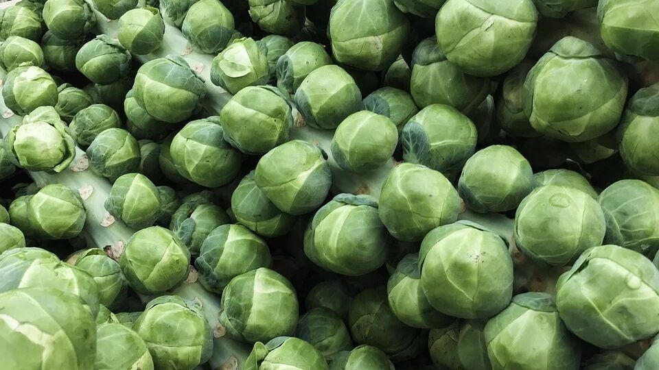 10 Semi di Cavolo Di Bruxelles Long Island - Semi Freschi, Alta Germinabilità, No-GMO