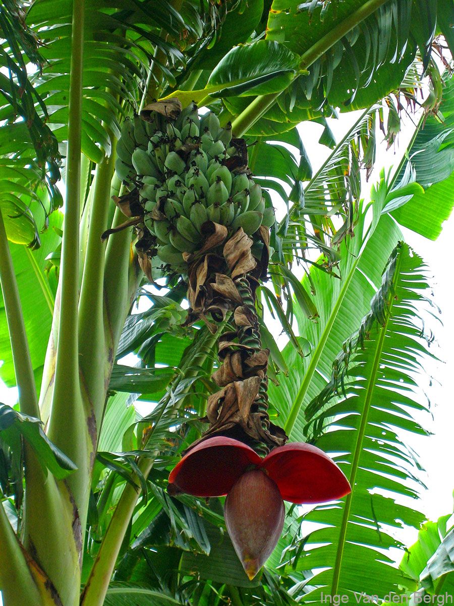 10 Semi di Musa Hirta Banana - Semi Freschi, Alta Germinabilità, No-GMO