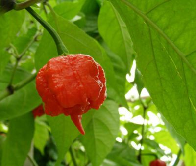 10 Semi di Peperoncino Carolina Reaper - Semi Freschi, Alta Germinabilità, No-GMO