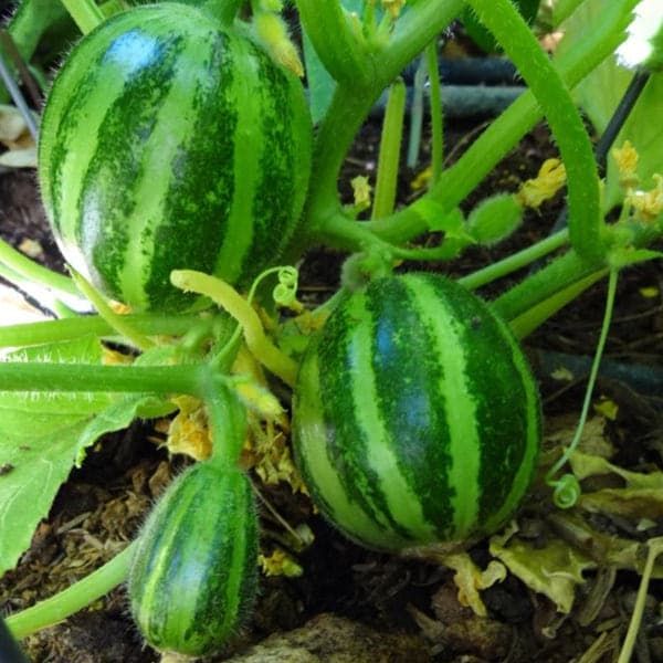 10 Semi di Carosello Tondo Di Manduria - Semi Freschi, Alta Germinabilità, No-GMO