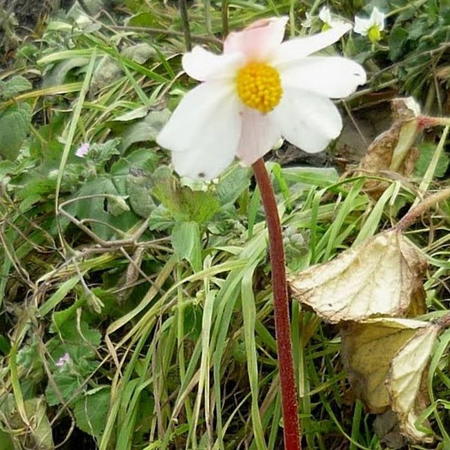 50 Semi di Begonia Aequatorialis - Semi Freschi, Alta Germinabilità, No-GMO