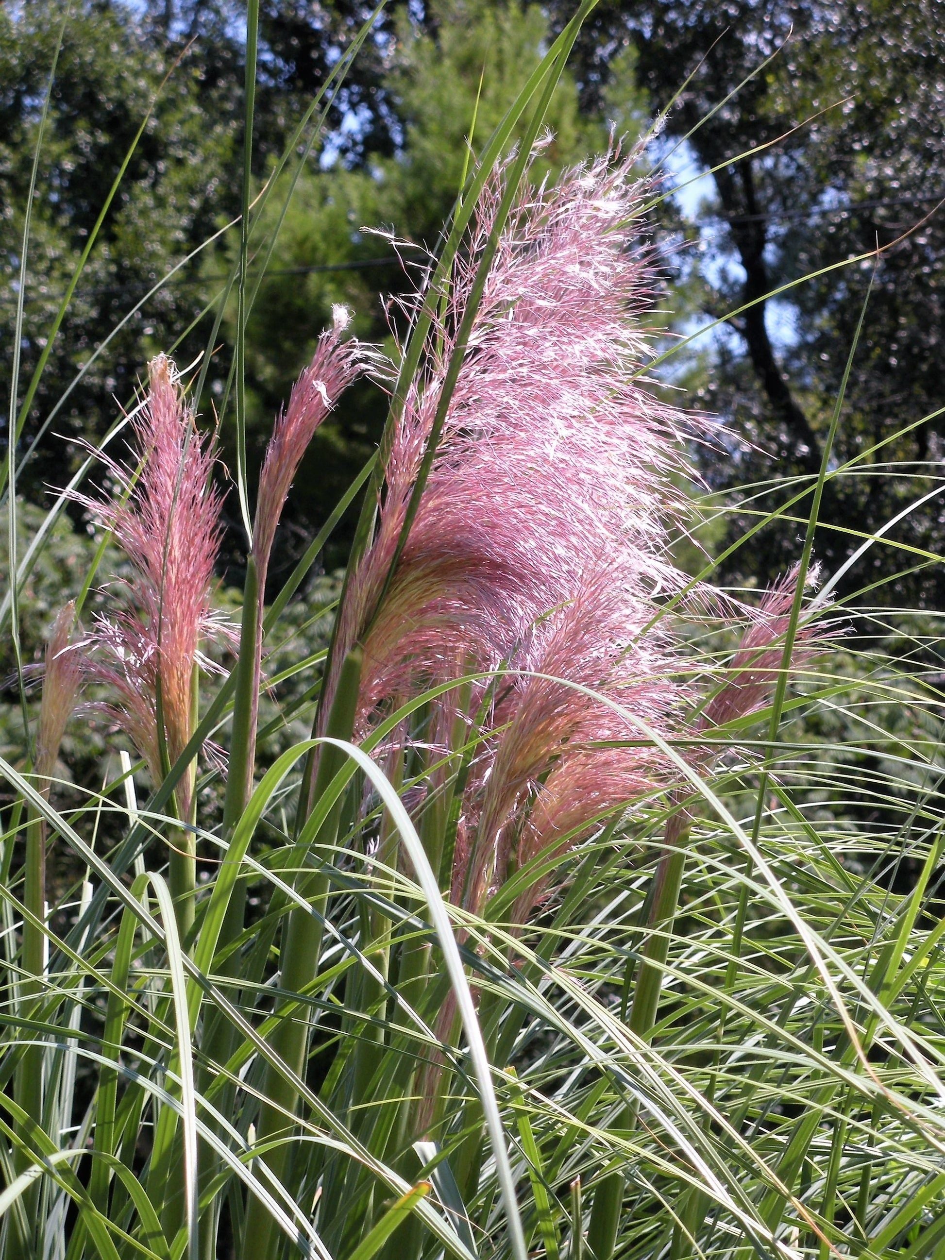 10 Semi di Pampas Plume Rose (piuma Della Pampa) - Semi Freschi, Alta Germinabilità, No-GMO