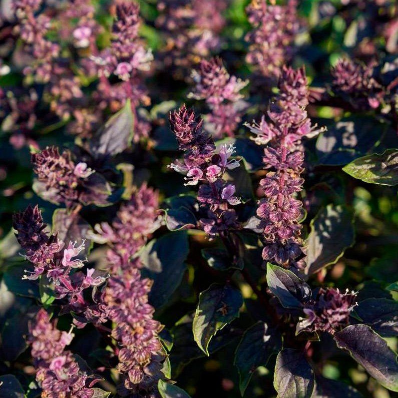 10 Semi di Basilico Rosso - Semi Freschi, Alta Germinabilità, No-GMO