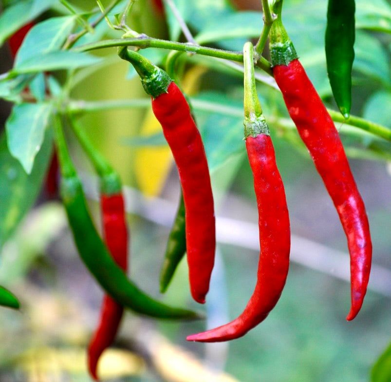 10 Semi di Peperoncino Cayenna - Semi Freschi, Alta Germinabilità, No-GMO