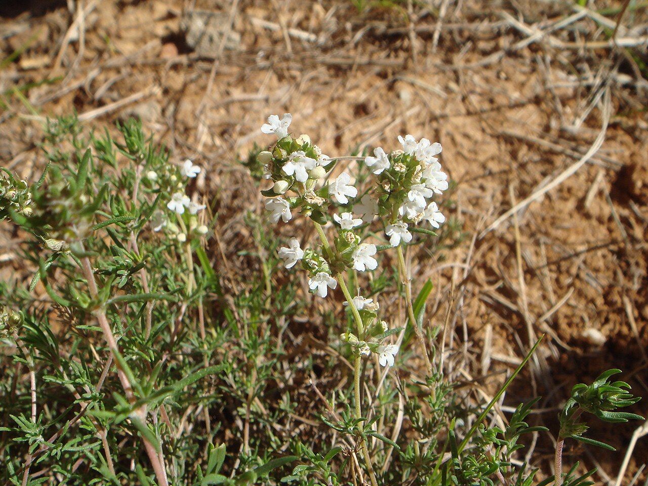 150 Semi di Thymus Zygis - Semi Freschi, Alta Germinabilità, No-GMO
