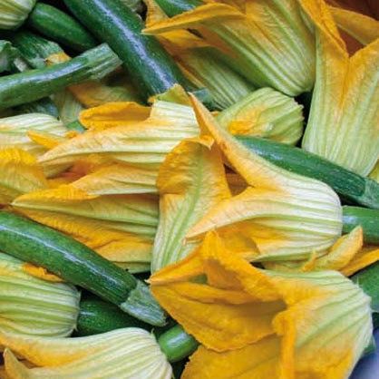 10 Semi di Zucchino Da Fiore - Semi Freschi, Alta Germinabilità, No-GMO